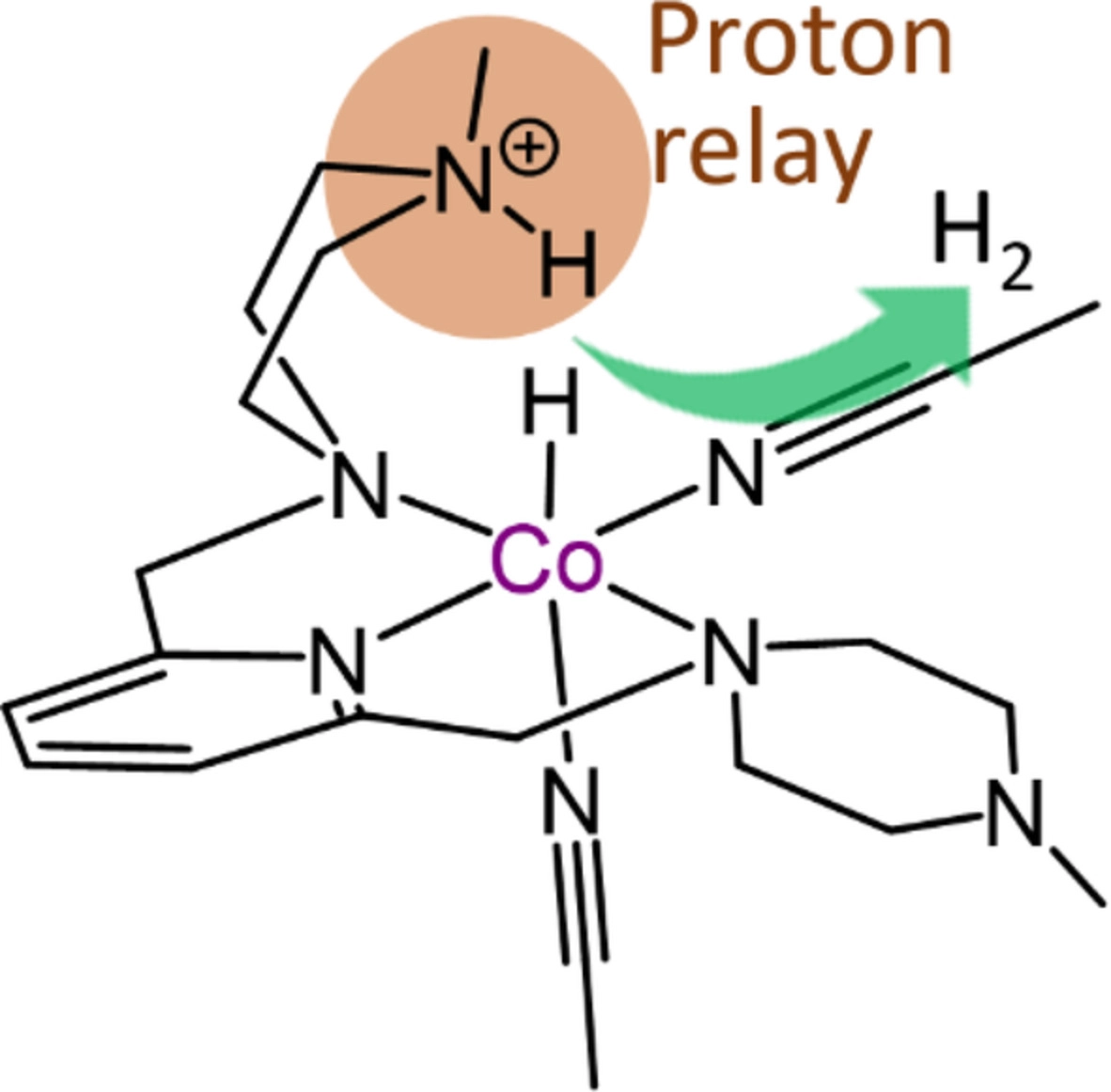 Effect of Lewis Basic Amine Site on Proton Reduction Activity of NNN-Co Pincer Complex
